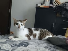 AMIGO, Katze, Europäisch Kurzhaar Mix in Bulgarien