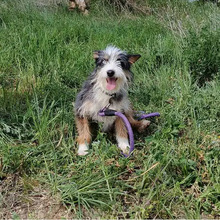 TRIS, Hund, Mischlingshund in Spanien