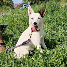 AZUL, Hund, Mischlingshund in Spanien