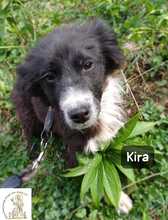 KIRA, Hund, Mischlingshund in Bosnien und Herzegowina