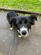 KIRA, Hund, Mischlingshund in Hamburg