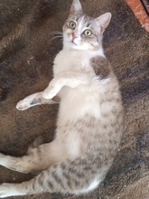 SANDRINA, Katze, Europäisch Kurzhaar Mix in Bulgarien