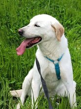 GINGER, Hund, Mischlingshund in Italien