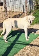ICE, Hund, Mischlingshund in Italien