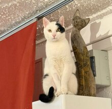 PINKI, Katze, Europäisch Kurzhaar in Ottobrunn