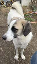 INSA, Hund, Mischlingshund in Itzstedt