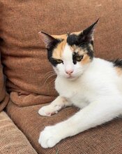 TANYA, Katze, Europäisch Kurzhaar in Ottobrunn