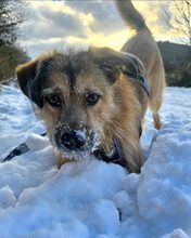 NOX, Hund, Mischlingshund in Itzstedt