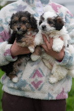 HANNI, Hund, Bichon à poil frisé-Mix in Rumänien
