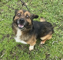 MARCELLO, Hund, Mischlingshund in Ungarn