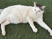 LYSATOR, Katze, Europäisch Kurzhaar in Spanien