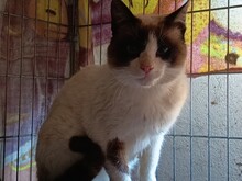 FELLINI, Katze, Siam-Mix in Spanien
