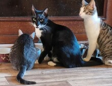 MICKEY, Katze, Europäisch Kurzhaar in Berlin