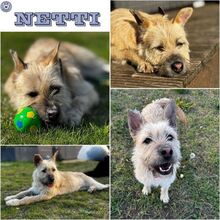 NETTI, Hund, Mischlingshund in Oranienburg