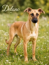 DELANO, Hund, Mischlingshund in Portugal