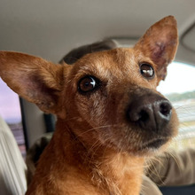 VIKTORIA, Hund, Podenco in Spanien