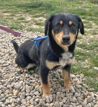 SINDY, Hund, Dackel-Mix in Wedemark