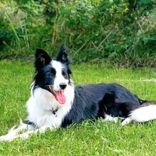 MERLE, Hund, Border Collie in Petershagen