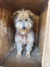 SHYLA, Hund, Mischlingshund in Vorra