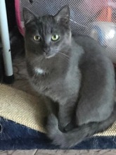 GREY, Katze, Europäisch Kurzhaar in Bulgarien