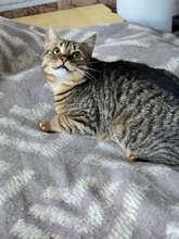 TIKO, Katze, Europäisch Kurzhaar in Bulgarien