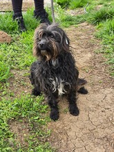 CHICO, Hund, Mischlingshund in Bulgarien