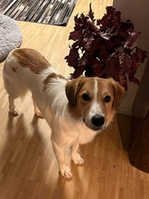 MOMO, Hund, Mischlingshund in München
