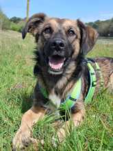 PINO, Hund, Mischlingshund in Boos