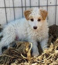 DOMINO, Hund, Mischlingshund in Rumänien