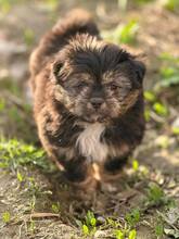 LILU, Hund, Mischlingshund in Rumänien