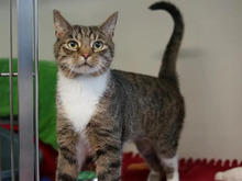 MAX, Katze, Europäisch Kurzhaar in Hamburg