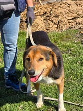 OLIVIA, Hund, Mischlingshund in Bulgarien