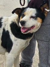 RORY, Hund, Mischlingshund in Bulgarien