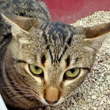 FACEBOOK, Katze, Europäisch Kurzhaar in Spanien