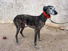 MOIRA, Hund, Galgo Español in Biebesheim