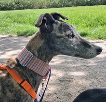 PIMIENTA, Hund, Galgo Español in Gelsenkirchen