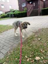 CEDDY, Hund, Mischlingshund in Hamburg