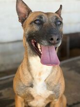 ALASKA, Hund, Malinois (Mischling) in Spanien