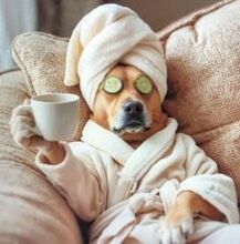 PFLEGESTELLENHUND, Hund, Mischlingshund in Italien