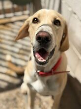 ANUBIS, Hund, Labrador-Mix in Spanien
