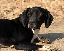 JACKY, Hund, Mischlingshund in Aerzen