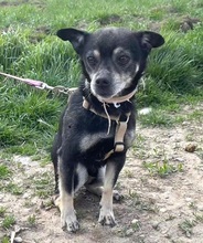 LIOVA, Hund, Chihuahua in Schwarmstedt