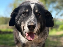 BALU, Hund, Mischlingshund in Aerzen