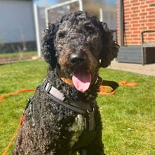MILO, Hund, Labradoodle in Kirchgellersen