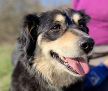 MACI, Hund, Mischlingshund in Slowakische Republik