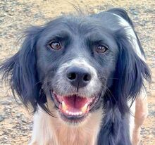 DANA, Hund, Epagneul Breton in Spanien