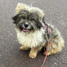 STRUPPI, Hund, Mischlingshund in Könnern