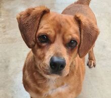 DINOREY, Hund, Dackel-Mix in Spanien