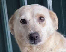 PALOMA, Hund, Mischlingshund in Rumänien