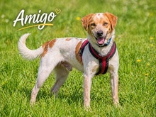 AMIGO, Hund, Mischlingshund in Portugal